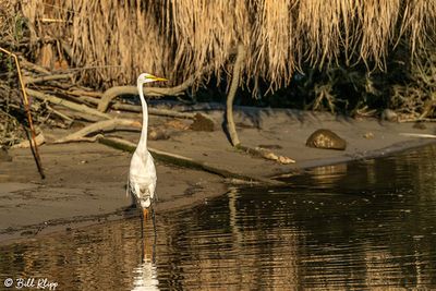 Great Egret  24-8