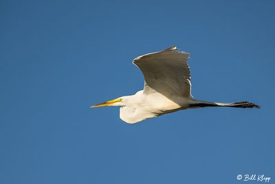 Great Egret  24-
