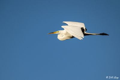 Great Egret  24-9
