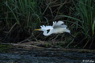 Great Egret  24-10