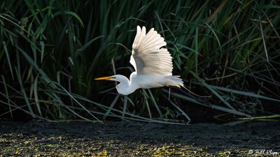 Great Egret  24-11
