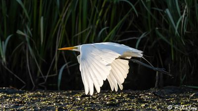 Great Egret  24-12