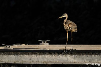 Great Blue Heron  178