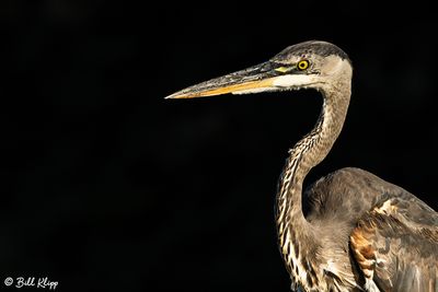 Great Blue Heron  179