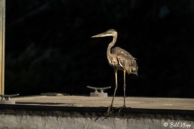 Great Blue Heron  180