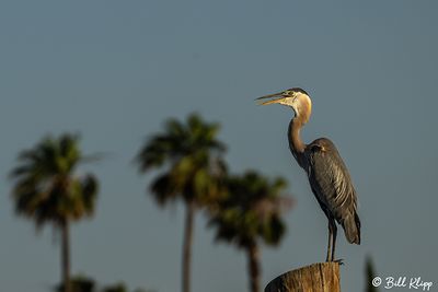 Great Blue Heron  181
