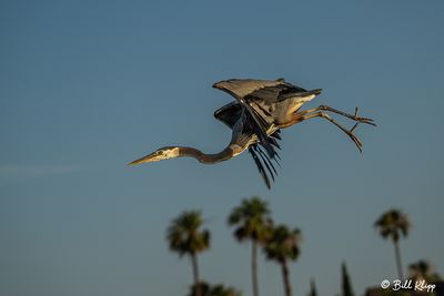 Great Blue Heron  182