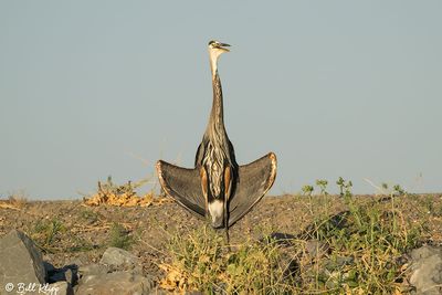 Great Blue Heron  183