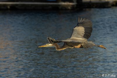 Great Blue Heron  184