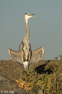Great Blue Heron  185