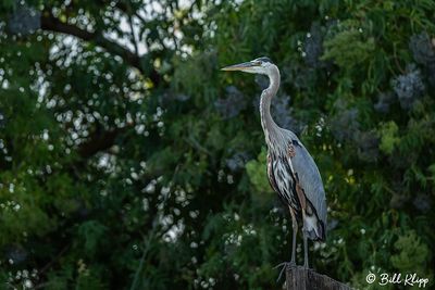 Great Blue Heron  186