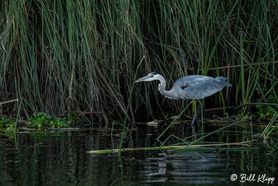 Great Blue Heron  187