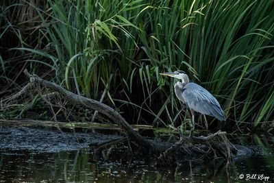 Great Blue Heron  189