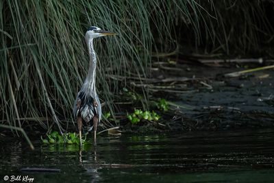 Great Blue Heron  190