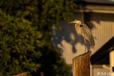 Great Blue Heron  191