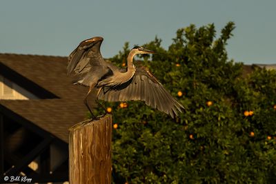 Great Blue Heron  192