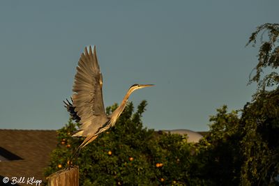 Great Blue Heron  193