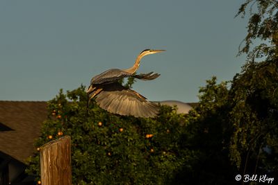 Great Blue Heron  194