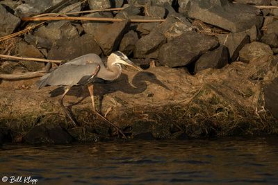 Great Blue Heron  195
