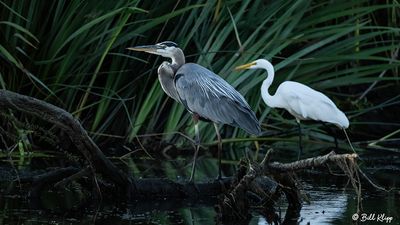 Great Blue Heron & Great Egret   197
