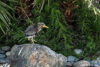 Green Heron Chick  57