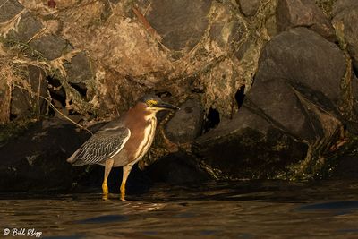 Green Heron   58