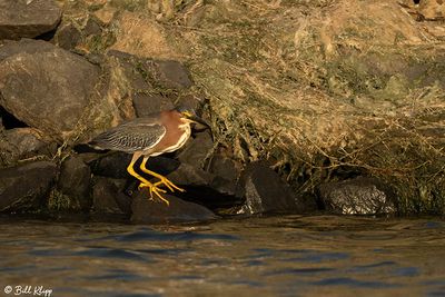 Green Heron  59