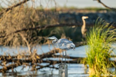 Herons of the Delta