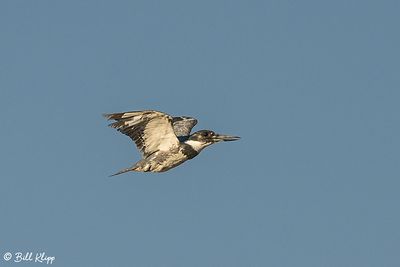 Belted Kingfisher  21