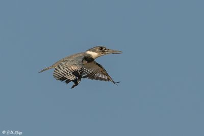 Birds of the Delta