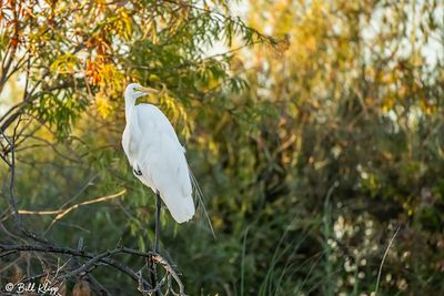 Egrets of the Delta