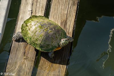Delta Wildlife