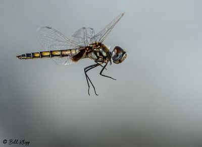 Dragonfly 1