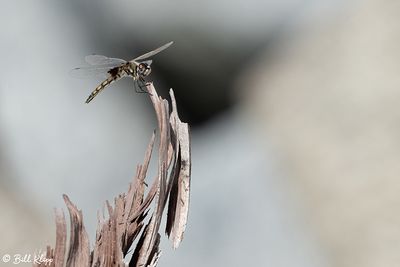 Dragonfly 2