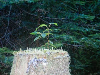 Life Springs Eternal