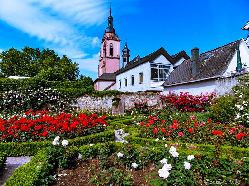 Rosengarten und Kirche St.Peter und Paul