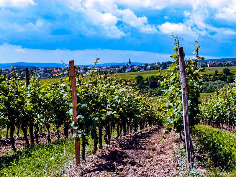 Steinberger Lage mit Blick nach Hallgarten