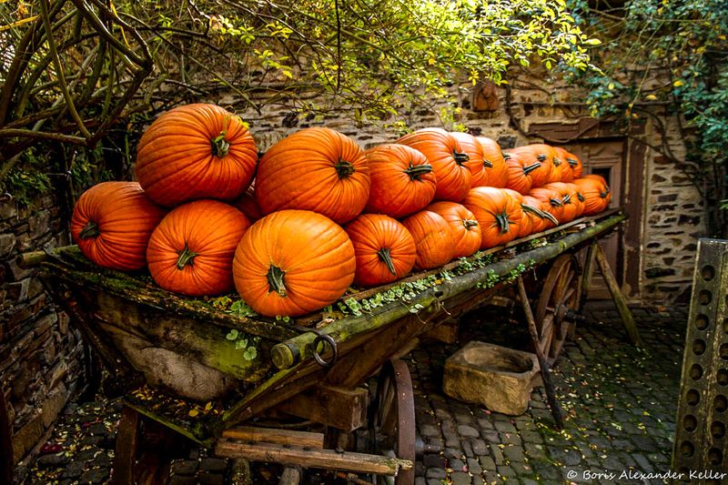 Autumn  2013