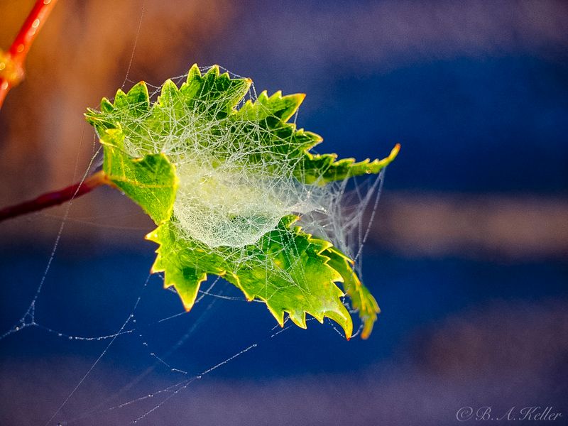 Autumn