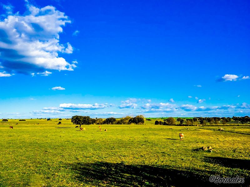 Country sight of the Alentejo