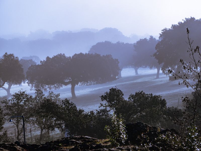 Cork oaks in morning fog