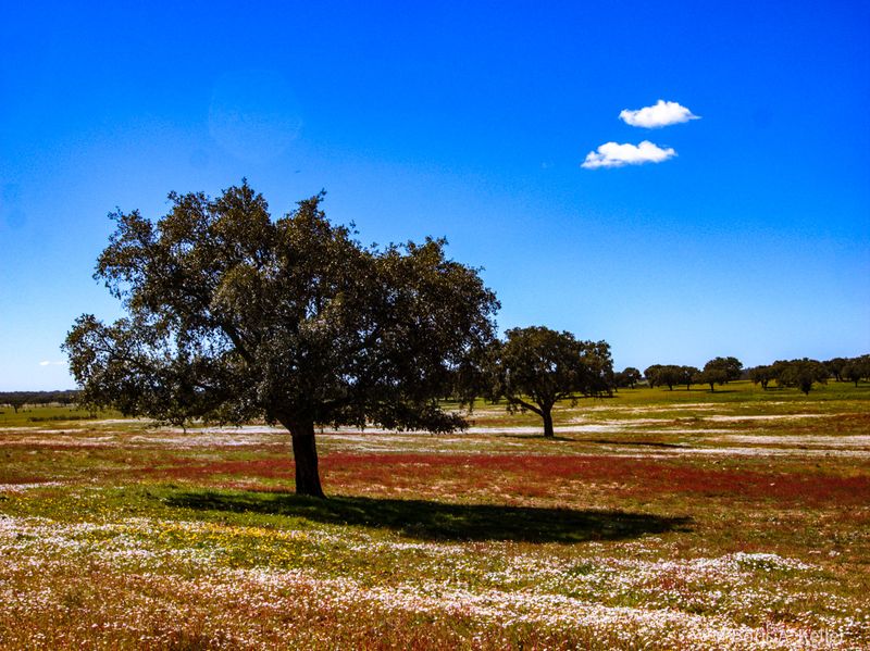 Country sight