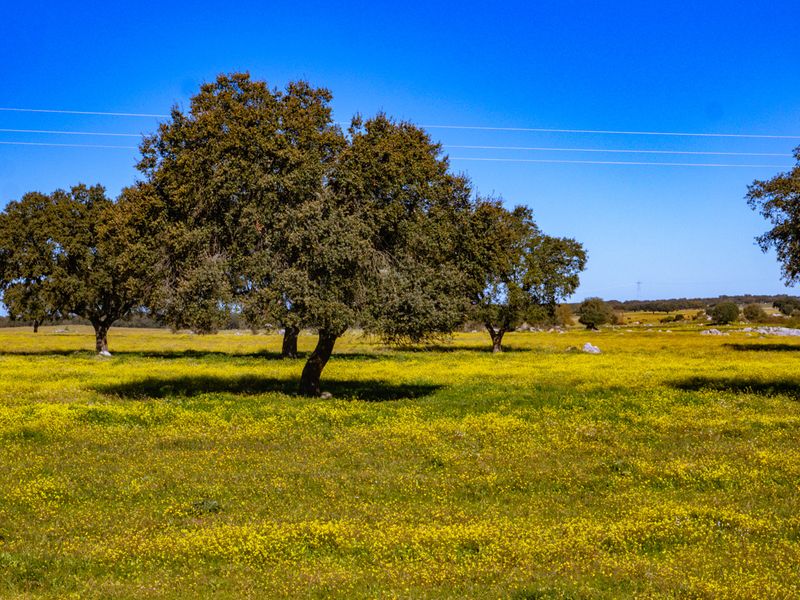 Cork oak trees