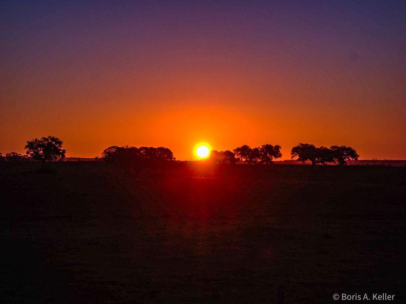 Sunrise with cork trees