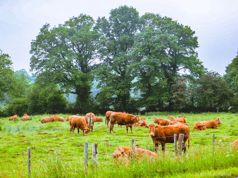 Boeuf Charolais