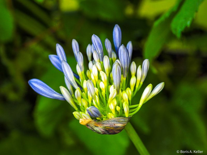 In the garden..