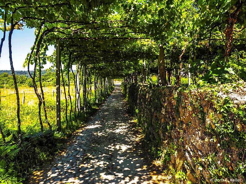 Pergola