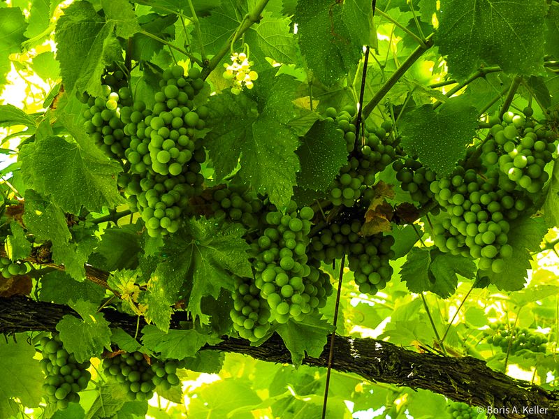 Vinho Verde