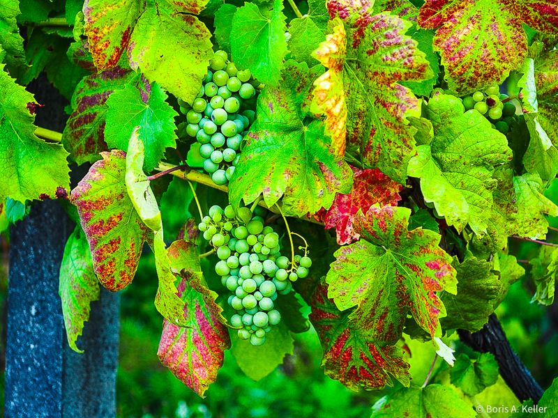 Vinho Verde
