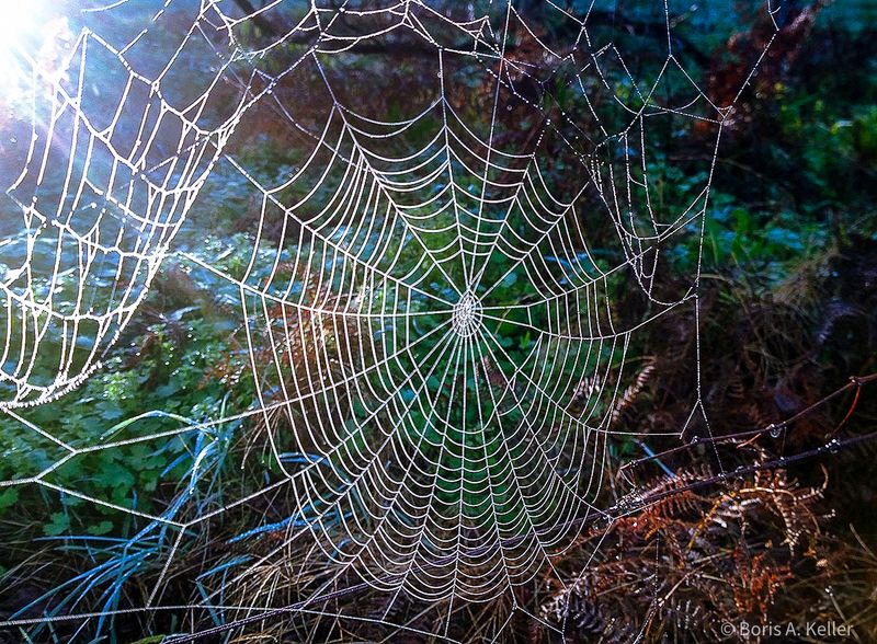 Spider web